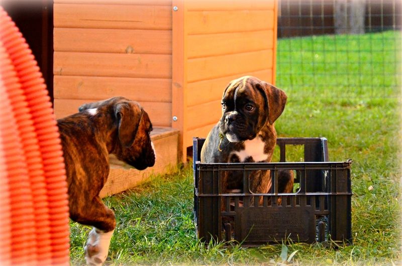 8 weeks
